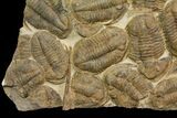 Plate Of Large Asaphid Trilobites - Spectacular Display #86537-2